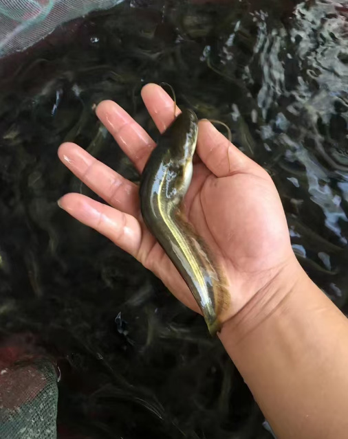 大口鲶鱼苗